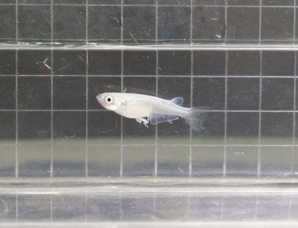 観賞魚メダカ