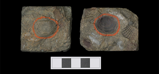 サガノシオガマ(レプリカ) サガノシオガマ(レプリカ)