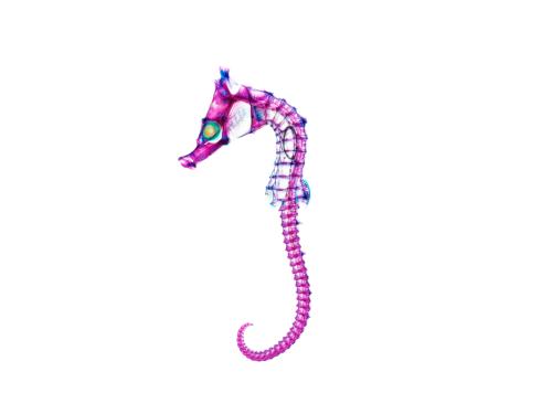 タツノオトシゴの透明骨格標本