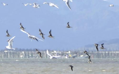 ダイゼンとズグロカモメ