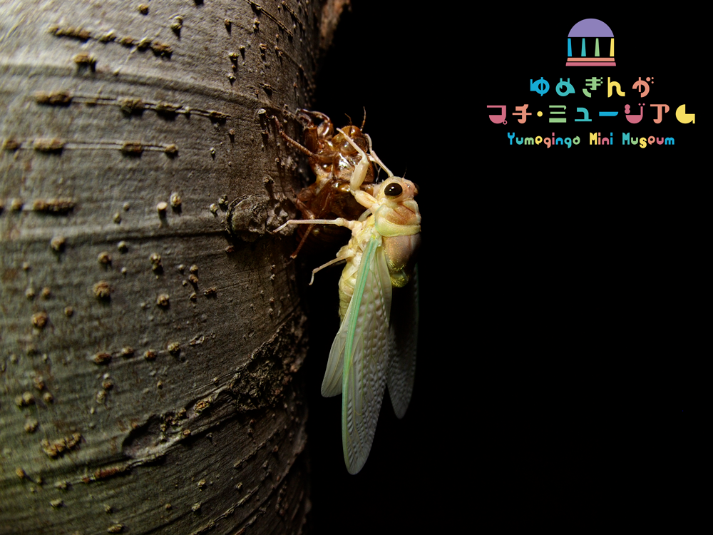 プチ・ミュージアム