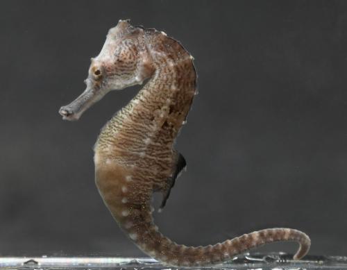 タツノオトシゴのなかま