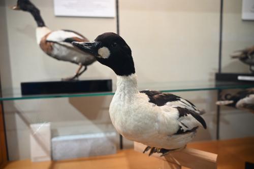 ホオジロガモの剥製