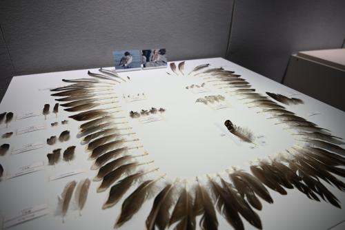オナガガモの羽標本